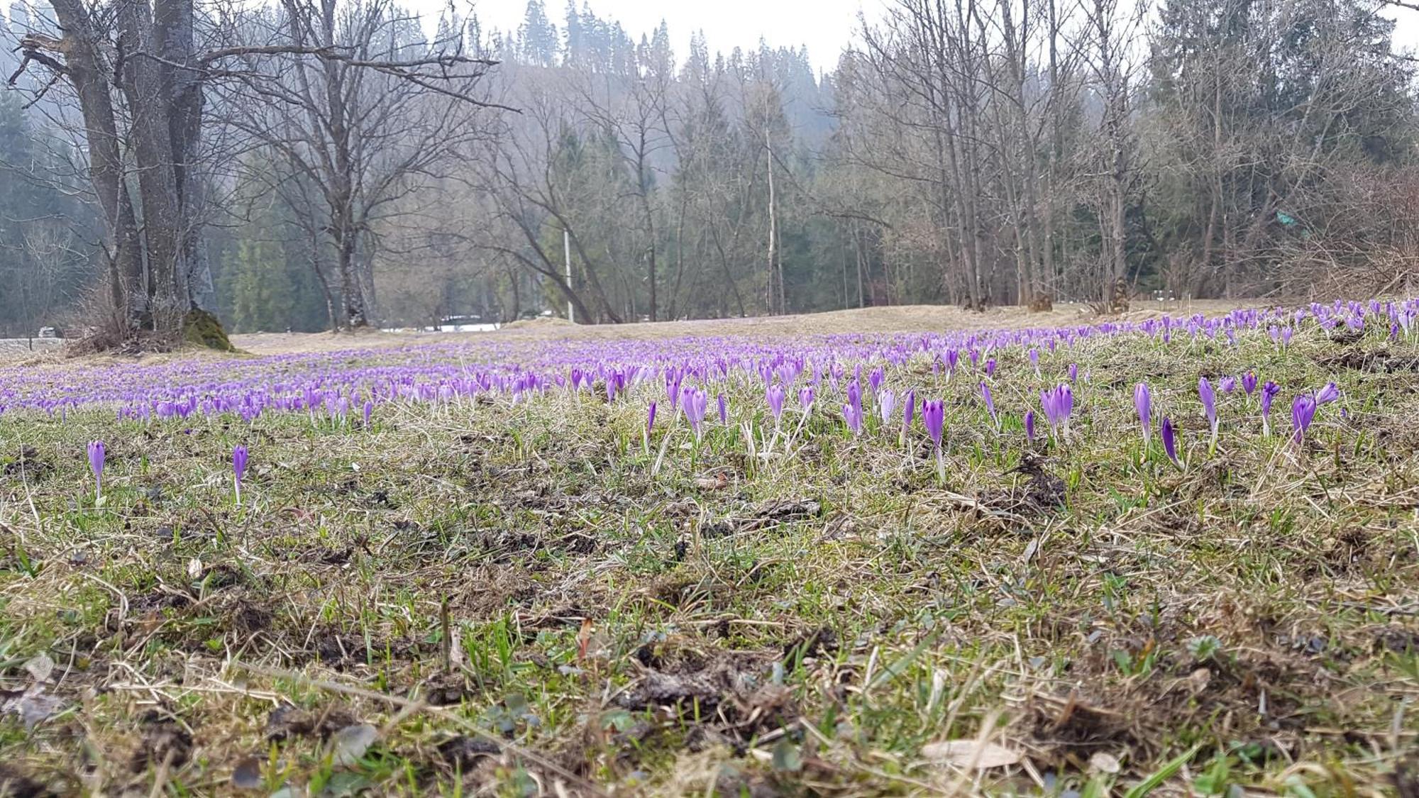 Dom Na Skraju Lasu Jurgów Buitenkant foto