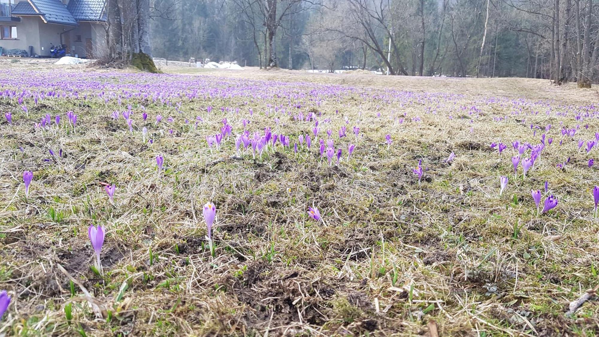 Dom Na Skraju Lasu Jurgów Buitenkant foto